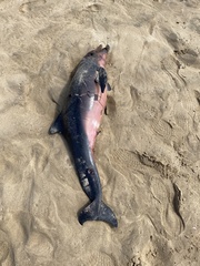 Delphinoidea