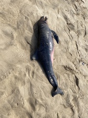 Delphinoidea