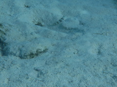 Amblyeleotris steinitzi