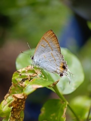 Hypolycaena thecloides