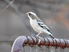 Plocepasser mahali mahali