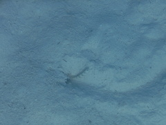 Amblyeleotris steinitzi