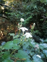 Ipomoea macdonaldii