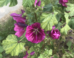 Malva sylvestris mauritiana