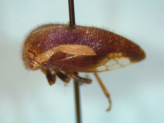 Ophiderma