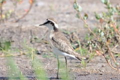 Charadrius pecuarius
