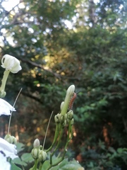 Ipomoea macdonaldii