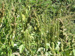 Amaranthus powellii