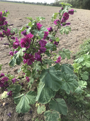 Malva sylvestris mauritiana