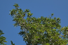 Sapotaceae