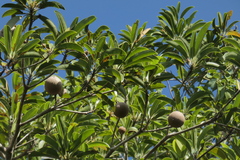 Sapotaceae