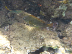 Calotomus viridescens