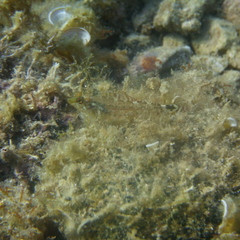 Tripterygion delaisi