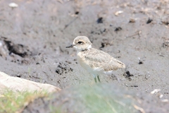 Charadrius pecuarius