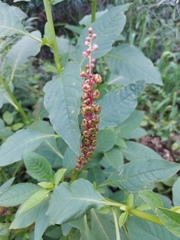 Phytolacca heterotepala