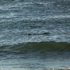 Aonyx capensis capensis