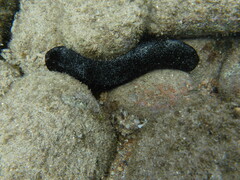 Holothuria atra