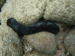 Holothuria atra
