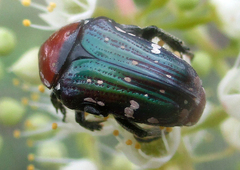 Leucocelis