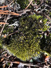 Campylopus introflexus