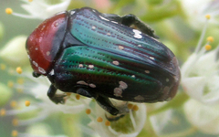 Leucocelis