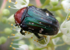 Leucocelis