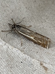 Crambus lathoniellus