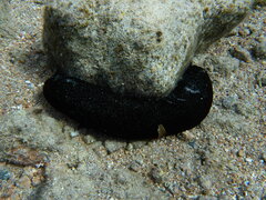 Holothuria atra