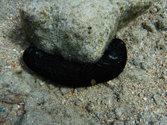 Holothuria atra