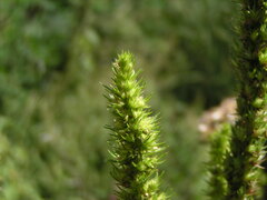 Amaranthus powellii