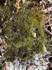 Campylopus introflexus