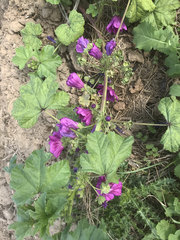Malva sylvestris mauritiana