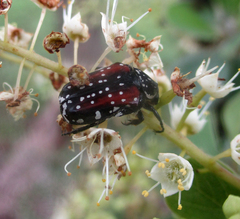 Elaphinis latecostata