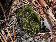 Campylopus introflexus