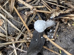 Leucocoprinus