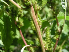 Amaranthus powellii