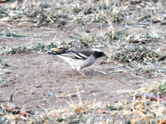 Plocepasser mahali mahali