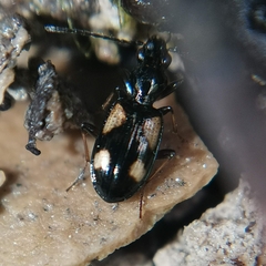Bembidion genei