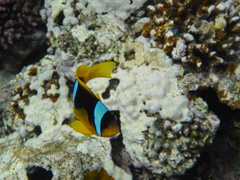 Amphiprion bicinctus