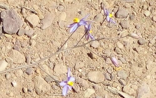 Lady's hand (Cyanella hyacinthoides)