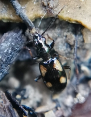 Bembidion genei