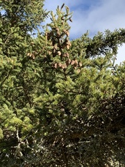 Picea rubens