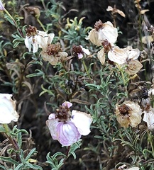 Zinnia acerosa