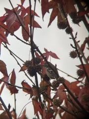 Fringilla coelebs