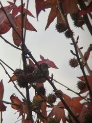 Fringilla coelebs