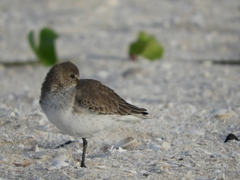 Calidris alpina
