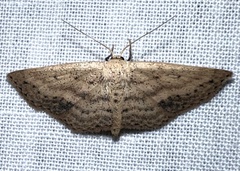 Scopula aemulata