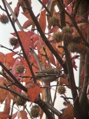 Fringilla coelebs