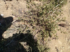 Tetragonia fruticosa