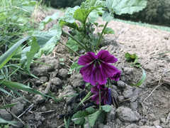 Malva sylvestris mauritiana